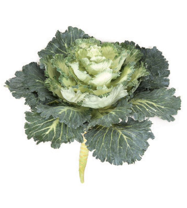 Flowering Green/White Kale 14" Dia.